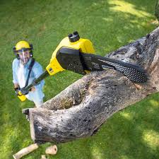 Why Choose Our Tree Removal Services in Green Valley, SD?