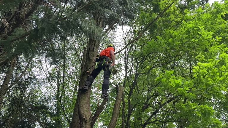 Reliable Green Valley, SD  Tree Services Solutions