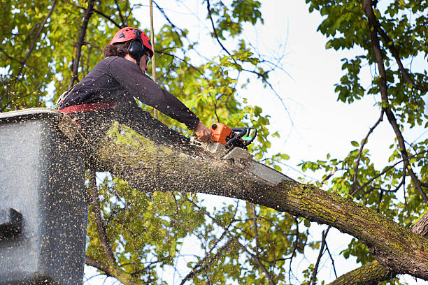 Organic Lawn Care Solutions in Green Valley, SD